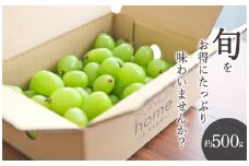 ＜25年発送先行予約＞笛吹市産　たっぷり粒詰めシャインマスカット 約500g 193-014