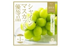 ＜25年発送先行予約＞ 山梨県笛吹市産 シャインマスカット 優等品 約1kg 2～3房 【ご家庭用】 105-025