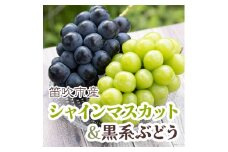 ＜25年発送先行予約＞シャインマスカット&黒系ぶどう 各1房(2房合計1kg程度) 　 229-003