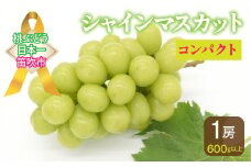 ＜25年発送先行予約＞【コンパクト】笛吹市産シャインマスカット1房 600g以上 2025年 2025 先行予約 先行 予約 シャイン 葡萄 ぶどう 新鮮 人気 食べ切り くだもの 果物 フルーツ 山梨 笛吹市 笛吹 農家直送 産地直送 157-041