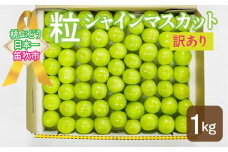 ＜25年発送先行予約＞SDGs 訳あり 粒シャインマスカット約1.0kg 2025年 先行予約 先行 予約 粒 粒シャインマスカット 粒シャイン シャイン ワケアリ わけあり ぶどう 葡萄 くだもの 果物 フルーツ ふるーつ 新鮮 人気 山梨 笛吹市 笛吹 産地直送 ご家庭用 157-044
