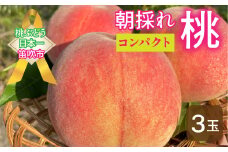 ＜25年発送先行予約＞【コンパクト】笛吹市産 朝採れ桃3玉 2025年 2025 先行予約 先行 予約 桃 もも 新鮮 人気 くだもの 果物 フルーツ 山梨 笛吹市 笛吹 農家直送 産地直送 157-040