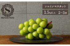 ＜25年発送先行予約＞「マルエス農園」シャインマスカット　2房～3房　1.5kg以上 216-001