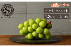 ＜25年発送先行予約＞「マルエス農園」加温ハウス　シャインマスカット　2房～3房　1.3kg以上 216-003