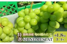 ＜25年発送先行予約＞山梨県笛吹市 特選 シャインマスカット 約1.8kg 3房～4房　105-002