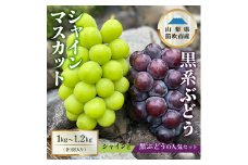 ＜25年発送＞シャインマスカット×黒系ぶどう1㎏～1.2kg 154-045
