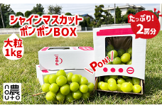 ＜25年発送先行予約＞シャインマスカット 山梨 「ポンポンBox 大粒2房分」 種なし ぶどう ギフト 贈答 敬老の日 山梨県 山梨産 笛吹市 フルーツ シャイン マスカット 社員マスカット キッズ おもちゃ 楽天 人気 ランキング コスパ 数量限定 154-050
