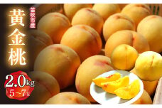 ＜25年発送先行予約＞笛吹市産　黄金桃　2.0kg(5～7玉)  227-011