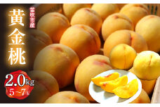 ＜25年発送＞笛吹市産　黄金桃　2.0kg(5～7玉)  227-011