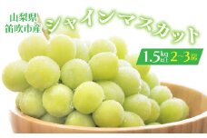 ＜25年発送先行予約＞シャインマスカット 2-3房入り 1.5kg以上 1箱　164-005