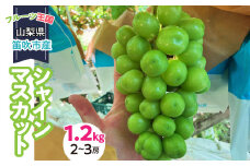 ＜25年発送先行予約＞山梨県産 シャインマスカット 1.2キロ （２～３房）231-001