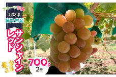 ＜25年発送先行予約＞山梨県産 希少品種 サンシャインレッド 700g （２房）231-002