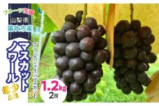 ＜25年発送先行予約＞【ブラックシャインマスカット】 山梨県産 希少品種 マスカットノワール 1.2キロ （２房）231-003