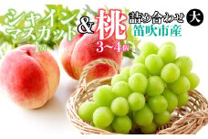 ＜25年発送先行予約＞シャインマスカット（1房）と桃（3～4個）の詰め合わせ（大） 126-022