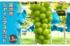 ＜25年発送先行予約＞シャインマスカット1.1kg 以上（２房）　 237-001