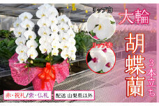 胡蝶蘭大輪3本立ち【配送 山梨県以外】【リップ 白】【ラッピング 紫・仏札】 234-002-002