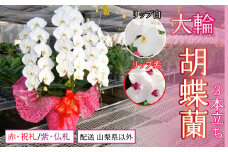 胡蝶蘭大輪3本立ち【配送 山梨県以外】【リップ 赤】【ラッピング 赤・祝札】 234-002-003