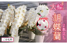 【ご自宅用】胡蝶蘭2本立ち【リップ 赤】 234-003-01