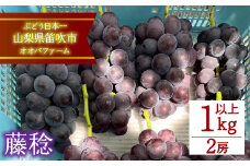 フルーツ王国 笛吹市の 朝採れ藤稔 1.0kg以上  092-012 ふるさと納税  藤みのり 黒ブドウ 笛吹市  国産 人気  ぶどう ブドウ 葡萄 贈り物 ギフト プレゼント 旬 果物 フルーツ 山梨県 送料無料
