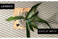ビカクシダ  Mサイズ 【3月～11月発送】 232-002 　ビカクシダ　ベイチー　ビーチー　Mサイズ　ワイルド　ふるさと納税 コウモリラン　植物 観葉植物 インテリア