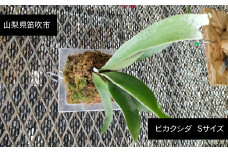 ビカクシダ  Sサイズ 【3月～11月発送】　232-001 ビカクシダ　ベイチー　ビーチー　Sサイズ　ワイルド　ふるさと納税 コウモリラン　植物 観葉植物 インテリア
