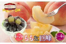 山梨県笛吹市産　桃(白桃)・巨峰詰合せ　3kg(白桃4個～7個・巨峰2房～4房) 223-019|ふるさと納税 人気 おすすめ ランキング もも 桃 シャインマスカット 国産 人気 期間限定 果物 フルーツ ギフト 贈り物 プレゼント 旬 山梨県 笛吹市 送料無料