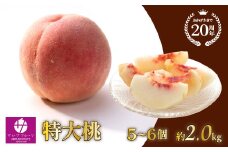 【2026年発送★先行予約】特大桃 5～6個入り 約2.0kg 山梨一宮産の桃 朝採り 産地直送  088-001-26y　| もも 桃 先行 予約 マルサフルーツ 古屋農園 山梨 笛吹市 桃 笛吹市 もも 山梨 果物 フルーツ 新鮮 旬 発送 特大桃 2kg 有機 国産 もも 笛吹市 桃 高級 もも 果物 ピーチ  発送 朝採り もも 朝採れ 桃 朝どれ マルサフルーツ古屋農園 先行 |