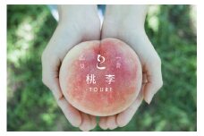 【2026年発送★先行予約】【訳あり】笛吹市一宮町の朝採り桃 2.0kg (5～8玉) 122-012-26y ※関東地域以外は配送不可 ｜もも 桃 発送 桃李 TOURI 山梨 笛吹市 一宮町 桃 ピーチ 果物 フルーツ 新鮮 旬 発送 2.0kg 2.0キロ 2キロ 国産 もも 笛吹市 桃 もも 山梨県笛吹市 果物 ピーチ 家庭用 訳あり 朝どり モモ 先行 2kg｜