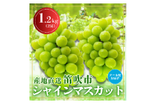 ＜2025発送＞笛吹市からクール便発送 シャインマスカット 1.2kg 2房 ふるさと納税 ぶどう シャインマスカット 笛吹市 国産 人気 期間限定 果物 フルーツ 旬 山梨県  226-001