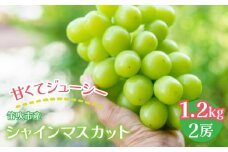 笛吹市産 シャインマスカット 1.2kg以上　（2房）　佐野農園 241-001｜ふるさと納税 ぶどう シャインマスカット  笛吹市 国産 人気 期間限定 果物 フルーツ 旬 山梨県 送料無料