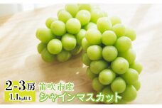 シャインマスカット2～3房 1.1kg以上  243-001|ふるさと納税 ぶどう シャインマスカット 笛吹市 国産 人気 期間限定 果物 フルーツ 旬 山梨県 送料無料 北浦ファーム