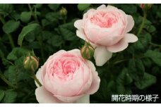 バラ 鉢植え 「クイーンオブスウェーデン」057-011