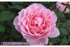 バラ鉢植え「ヒーリング」057-001