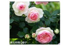 バラ 鉢植え 「ピエールドゥロンサール」057-008