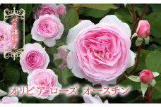 バラ鉢植え「オリビア ローズ オースチン」057-036