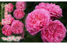バラ鉢植え「マイディア」057-046