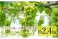 ぶどうの生産量日本一の笛吹市！