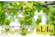 見晴し園　農家直送！喜ばれるシャインマスカット1.4kg！いっぺんよばれてみろし♡ 004-018