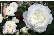 バラ鉢植え「ドレッシー」 057-045