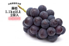 【2026年発送★先行予約】『数量限定』一大産地笛吹市御坂町の藤稔1.1ｋｇ2房入　167-005-26y