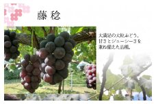 ＜26年発送先行予約＞ふじみのり2.0kg相当 157-029-26y