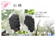 【2026年発送★先行予約】巨峰2.0㎏相当 157-030-26y