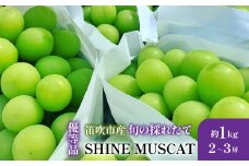 ＜25年発送＞山梨県笛吹市産　旬の採れたてシャインマスカット　優等品　約1kg　2～3房 105-017