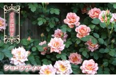 【2026年2月から発送】バラ苗鉢植え「ショコラティエ」057-050