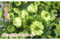 【2026年2月から発送】バラ苗鉢植え「オリエンタルエクレール」057-051