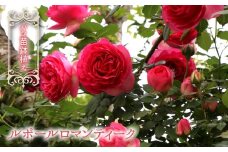 【2026年2月から発送】バラ苗鉢植え「ルポールロマンティーク」057-052