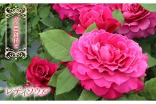 【2026年2月から発送】バラ苗鉢植え「レディソウル」057-054