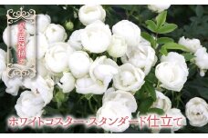 【2026年2月から発送】バラ苗鉢植え「ホワイトコスター・スタンダード仕立て」057-055