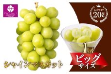 【2026年発送★先行予約】シャインマスカット ビッグサイズ１房　山梨県笛吹市一宮産 朝採り 産地直送 088-041-26y　| シャインマスカット 発送 マルサ マルサフルーツ 笛吹市 山梨県 フルーツ 果物 ぶどう 葡萄 シャインマスカット おすすめ  贈答 山梨 山梨県笛吹市 産地 期間限定 笛吹市 笛吹 国産 ぶどう 人気 新鮮 種なし 高級 くだもの 完熟 ブドウ |