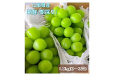 【2026年発送★先行予約】クール便 シャインマスカット 1.2㎏以上 産地厳選 山梨県笛吹市産 大人気 果物 ※青果のため沖縄県・離島への発送不可となります。 106-013